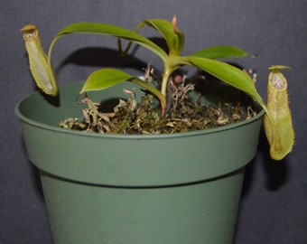 Nepenthes Spathulata x Spectabilis Pitcher Plant BE-3314