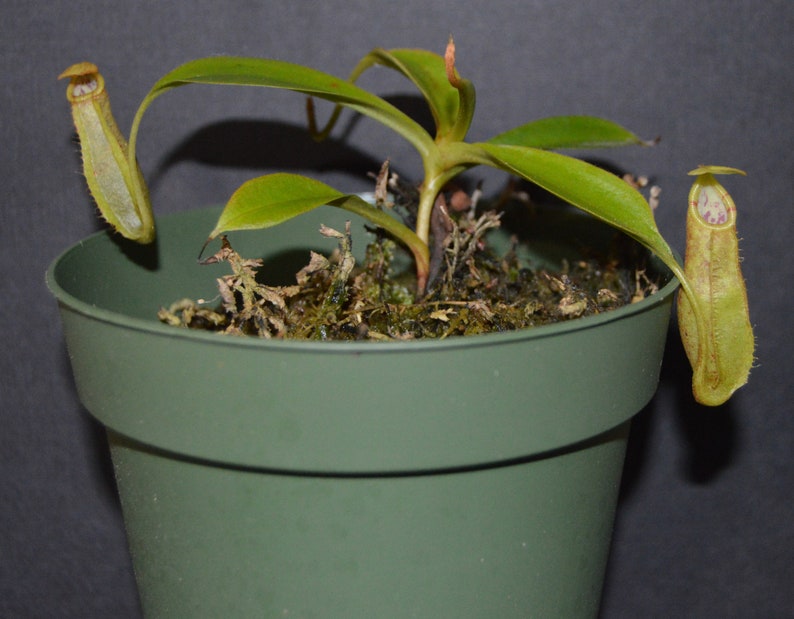 Nepenthes Spathulata x Spectabilis Pitcher Plant BE-3314 image 1