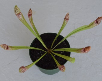 Sarracenia Scarlet Belle