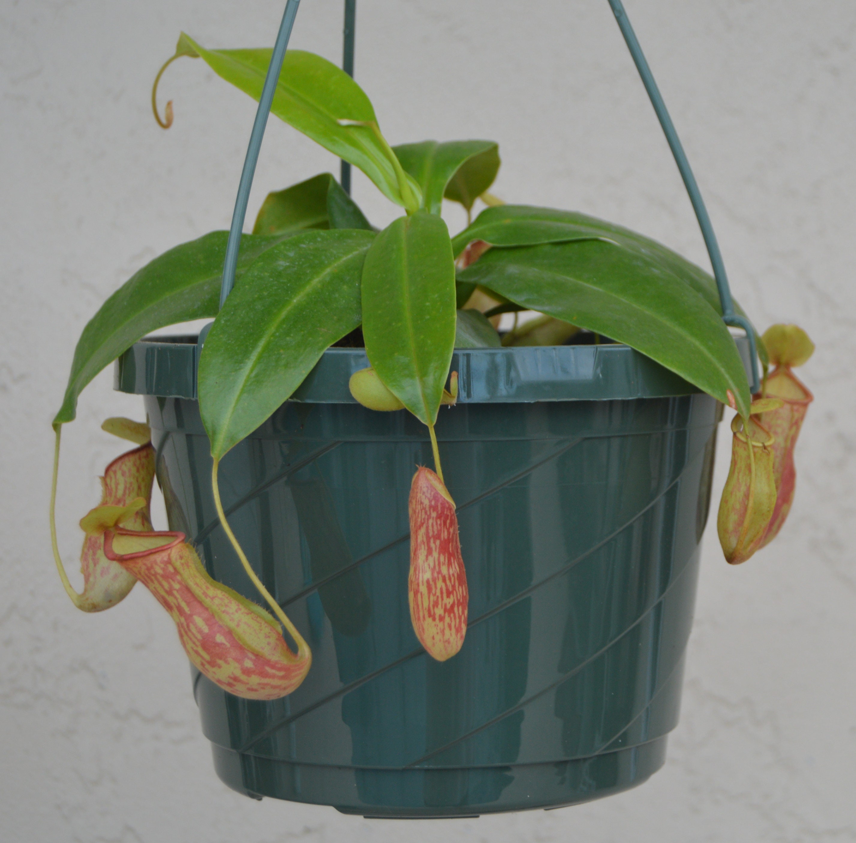 Nepenthes St. Gaya Pitcher Plant Hanging Basket Etsy