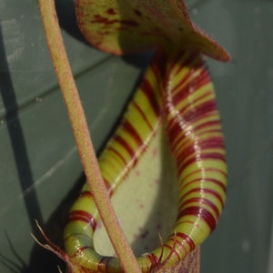 Nepenthes Spathulata x Spectabilis Pitcher Plant BE-3314 image 7