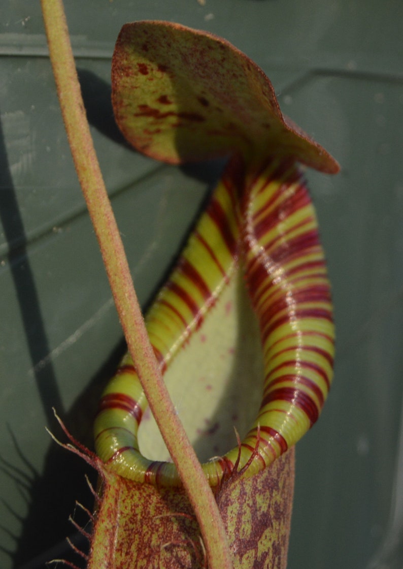 Nepenthes Spathulata x Spectabilis Pitcher Plant BE-3314 image 7