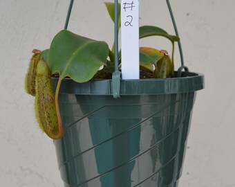 Nepenthes Platychila x Robcantleyi Pitcher Plant Hanging Basket BE-3946