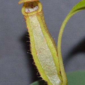 Nepenthes Spathulata x Spectabilis Pitcher Plant BE-3314 image 4