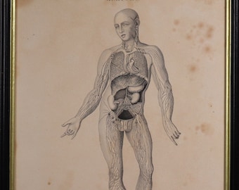 Antique Anatomical Engraving  19th Century Science Print Renal System Human Body
