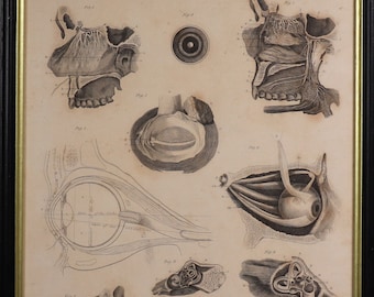 Antique Anatomical Engraving  19th Century Science Print The Face Human Body