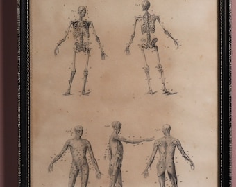Antique Anatomical Engraving Skeleton Skull 19th Century Science Print Human Body