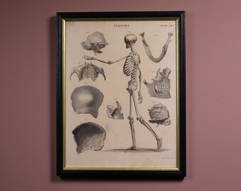 Antique Anatomical Engraving  19th Century Science Print Skeleton Skull