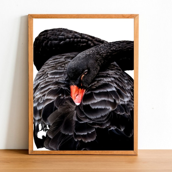 Black Swan Photo Printable Wall Decor, Swan Bird Photo, Nature Bird Print, Bird Wildlife Photo, Swan Poster, Swan Print Instant Download