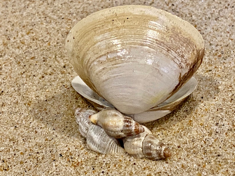 Tiny Happy Clam # 13