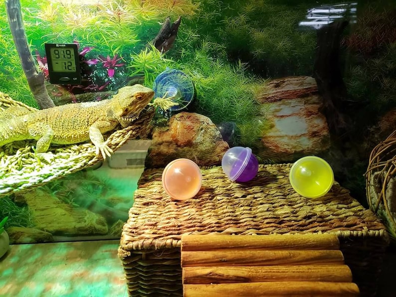 Lizard Toy Ball 3 Multicolor 50mm 2 Great Lizard image 5