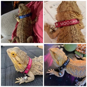 May include: Four bearded dragons wearing personalized collars with bells. The collars are red, blue, pink, and black with white text. The dragons are on different backgrounds.