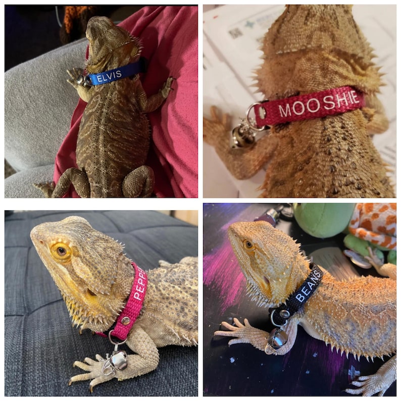May include: Four bearded dragons wearing personalized collars with bells. The collars are red, blue, pink, and black with white text. The dragons are on different backgrounds.