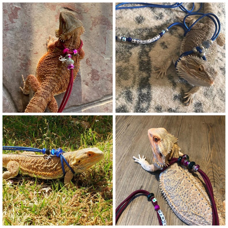 May include: Four images of bearded dragons wearing different colored leashes and harnesses. The leashes are decorated with beads and charms. The harnesses are made of soft, comfortable material. The bearded dragons are all different colors and sizes.