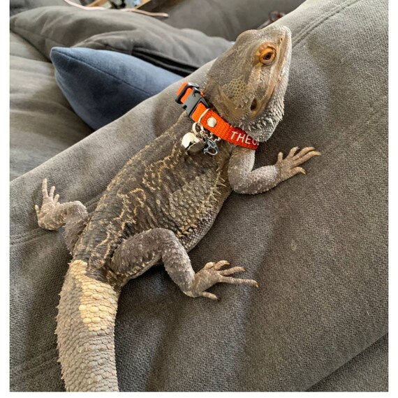 Bearded Dragon Babies for Sale - Pet Central - Pet Central