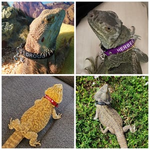 May include: Four bearded dragons wearing personalized collars with the names "DROGO", "ARIES", "CHACHA", and "HERBEE".