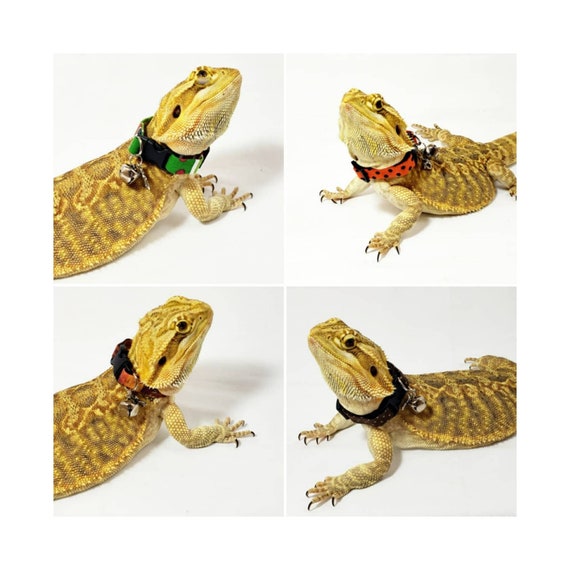 Bearded Dragon Collar Small Pet Collar Lizard Bell Collar Adjustable and  Personalized Great Gift for Any Small Pet Family Member 