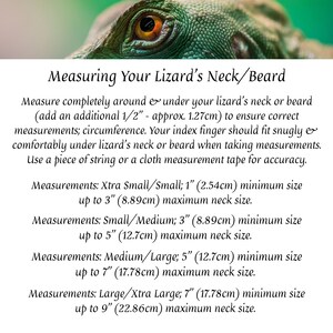 May include: A guide on how to measure your lizard's neck or beard for a proper fit. The guide includes measurements in inches and centimeters for extra small/small, small/medium, medium/large, and large/extra large sizes.