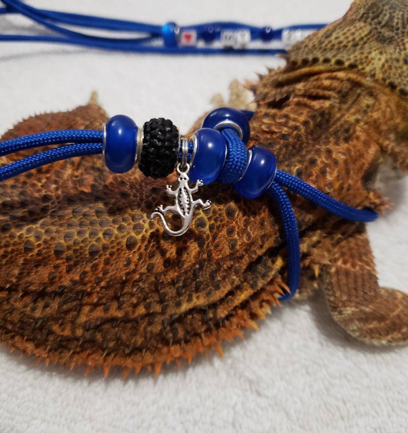 May include: Blue and black beaded lizard leash with a silver lizard charm. The leash is wrapped around a brown lizard.