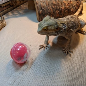 Bearded Dragon Treat Balls, Multicolor 2 50mm, set of 3 Lizard Toy Balls each with different size hole. Gift for reptile enthusiast. image 9