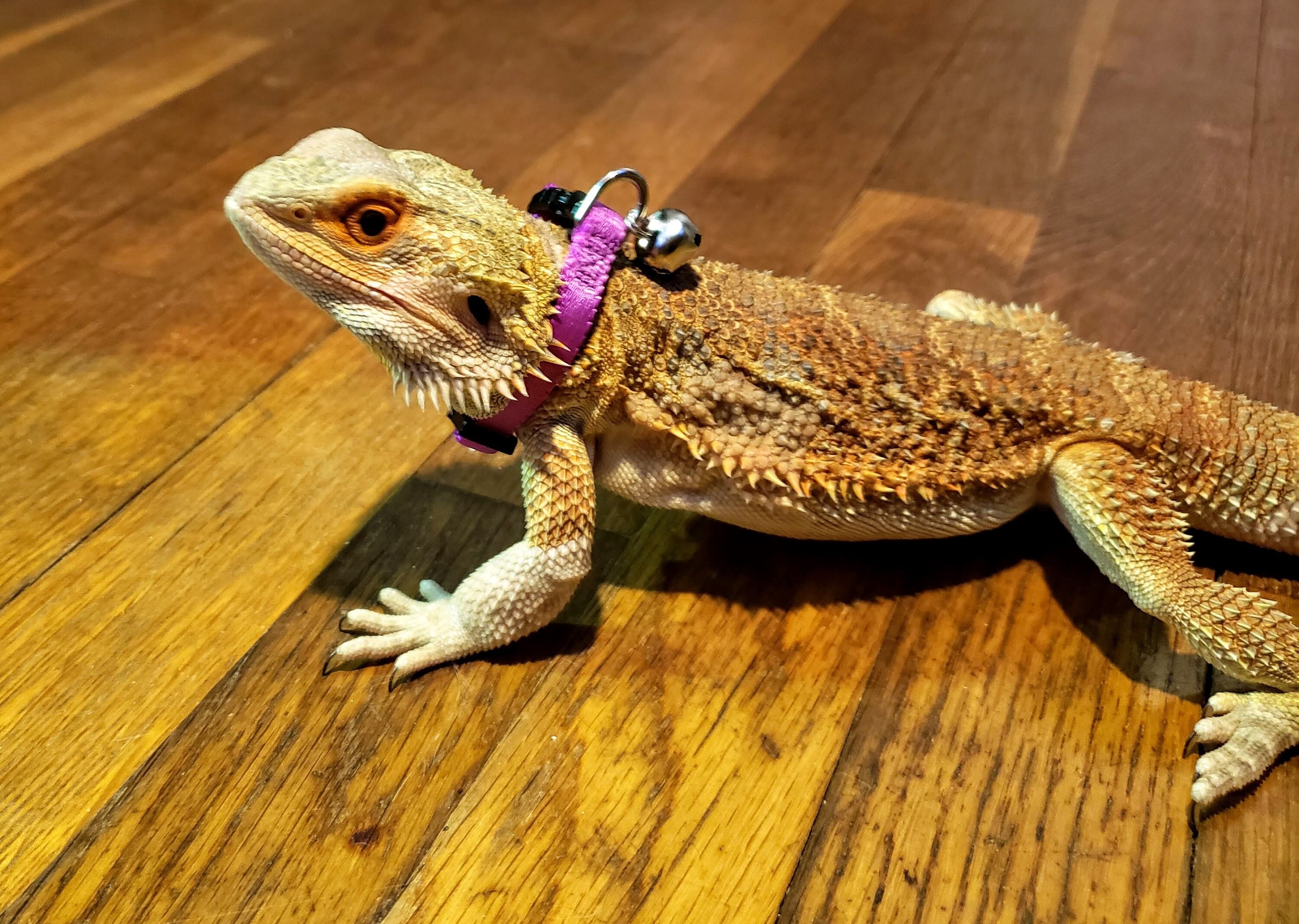lizard with collar