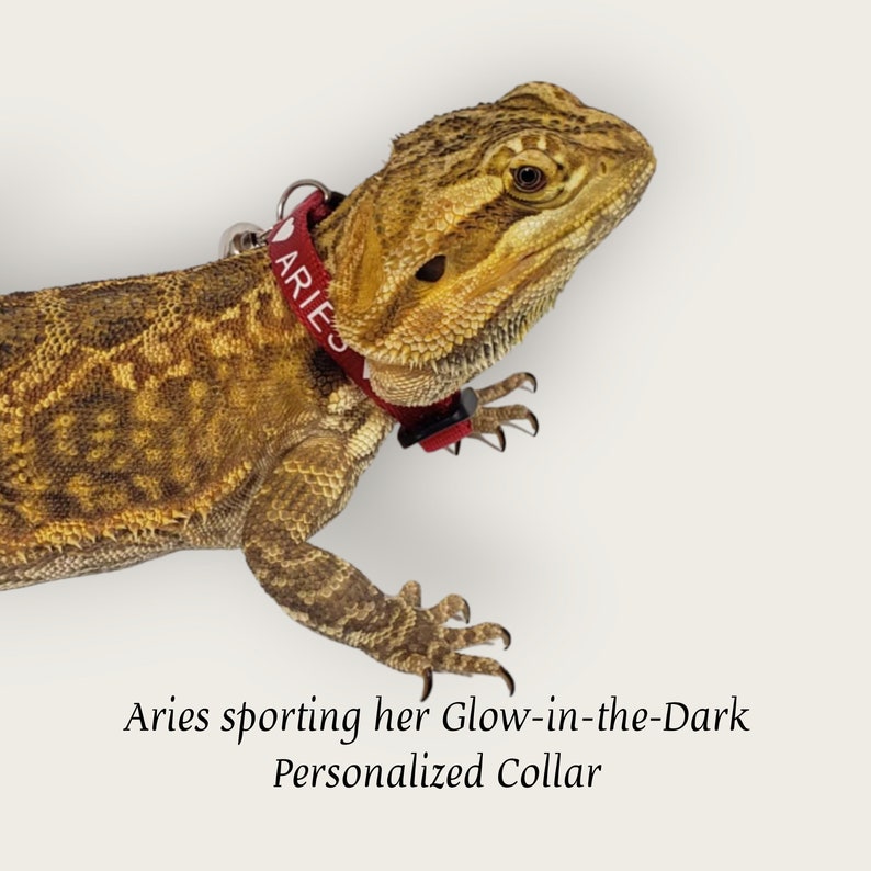 K&ouml;nnte beinhalten: Eine Bartagame tr&auml;gt ein rotes Halsband mit dem in Wei&szlig; aufgedruckten Text ARIES. Das Halsband ist mit einem kleinen wei&szlig;en Herzsymbol neben dem Namen versehen und verf&uuml;gt &uuml;ber einen Metallring sowie einen schwarzen Kunststoff-Schnallenverschluss.
