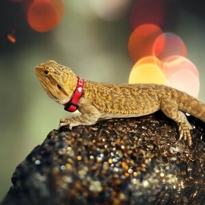 May include: A small, brown and yellow lizard wearing a red collar with a white heart and the word "Loves" on it. The lizard is sitting on a rock with a blurred background of red and yellow bokeh.