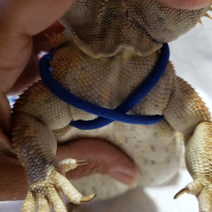 May include: A bearded dragon wearing a blue harness. The harness is secured around the dragon's chest and belly.