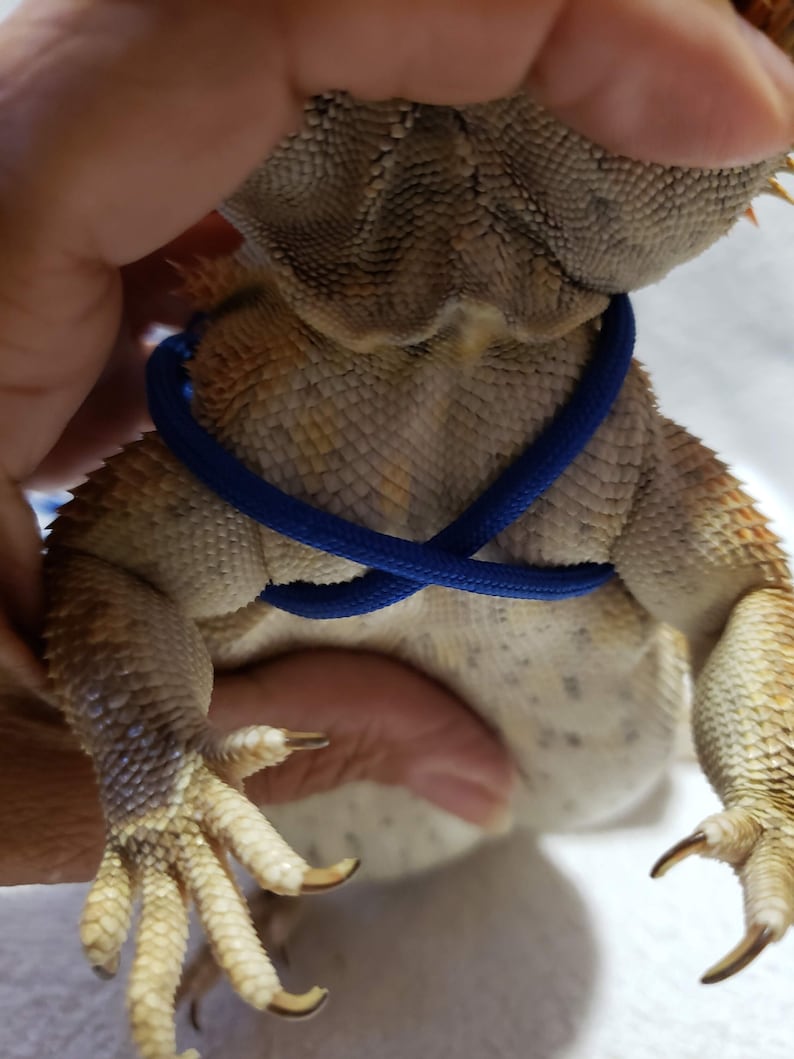 May include: A bearded dragon wearing a blue harness. The harness is secured around the dragon's chest and belly.