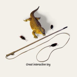 Könnte beinhalten: Ein brauner Stock mit einer Schlaufe am Ende wird verwendet, um Spielzeugkakerlaken über eine weiße Oberfläche zu ziehen. Ein gelbes Eidechsen beobachtet die Kakerlaken. Der Text "Great interactive toy" befindet sich unter der Eidechse.