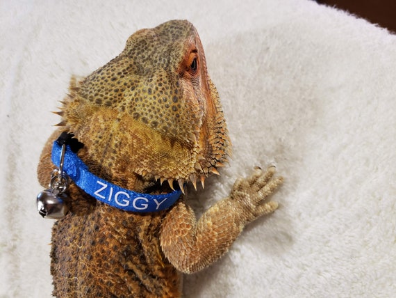 lizard with a collar
