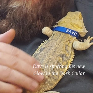 K&ouml;nnte beinhalten: Eine Bartagame mit texturierten beigen und braunen Schuppen tr&auml;gt ein blaues Halsband mit dem in Wei&szlig; gedruckten Text DAVE. Der Text Dave is sporting his new Glow in the Dark Collar ist &uuml;ber das Bild gelegt. Die Eidechse hat ein stacheliges Aussehen.