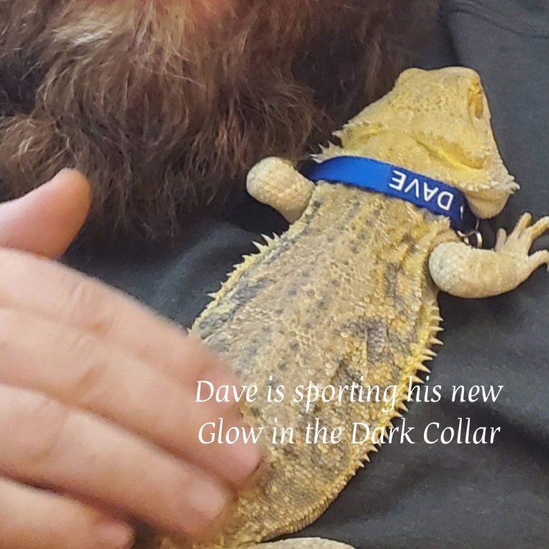 K&ouml;nnte beinhalten: Eine Bartagame mit texturierten beigen und braunen Schuppen tr&auml;gt ein blaues Halsband mit dem in Wei&szlig; gedruckten Text DAVE. Der Text Dave is sporting his new Glow in the Dark Collar ist &uuml;ber das Bild gelegt. Die Eidechse hat ein stacheliges Aussehen.