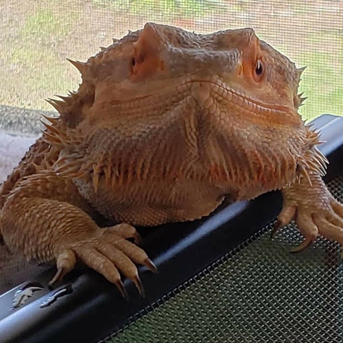 Bearded Dragon Window Perch, Lizard Window Hammock, Reptile Bed, Lizard Window Hammock, Reptile Tank Accessories, Suitable For Lizard Bearded Dragon