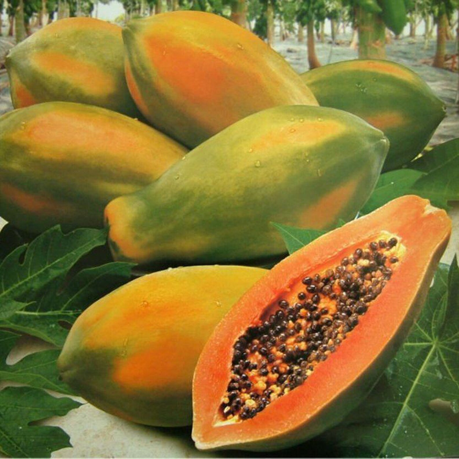 30o 500 FRESH SEEDS ORGANIC Papaya Roja Carica Papaya L. Etsy