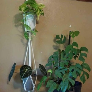 May include: Two plants in pots hanging from a macrame plant hanger. The top plant is a pothos with variegated leaves. The bottom plant is a velvet leaf plant with dark green leaves. The hanger is made of white cotton rope and has a fringe at the bottom.