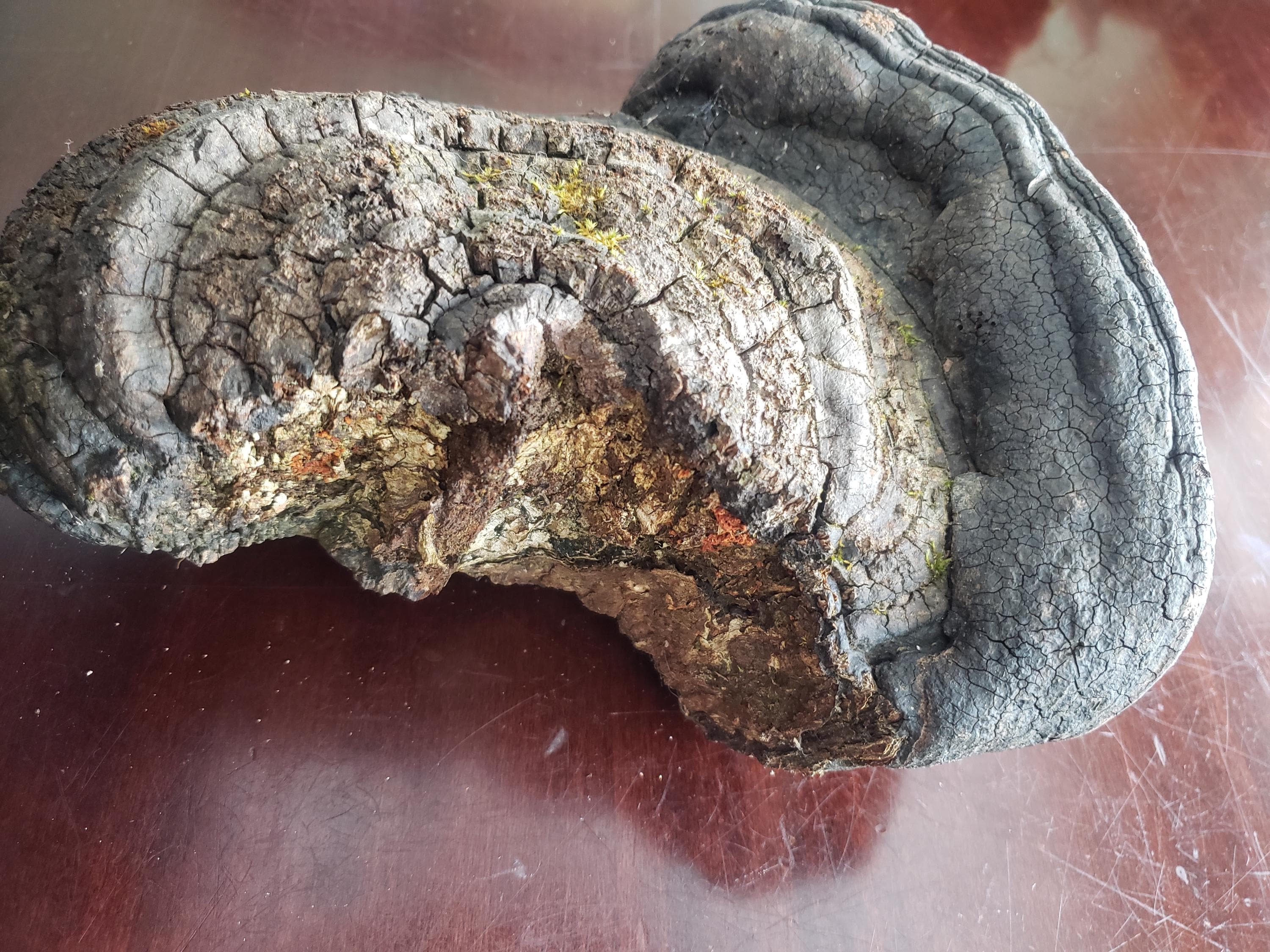 Large Interesting Artist Conk Mushroom 10
