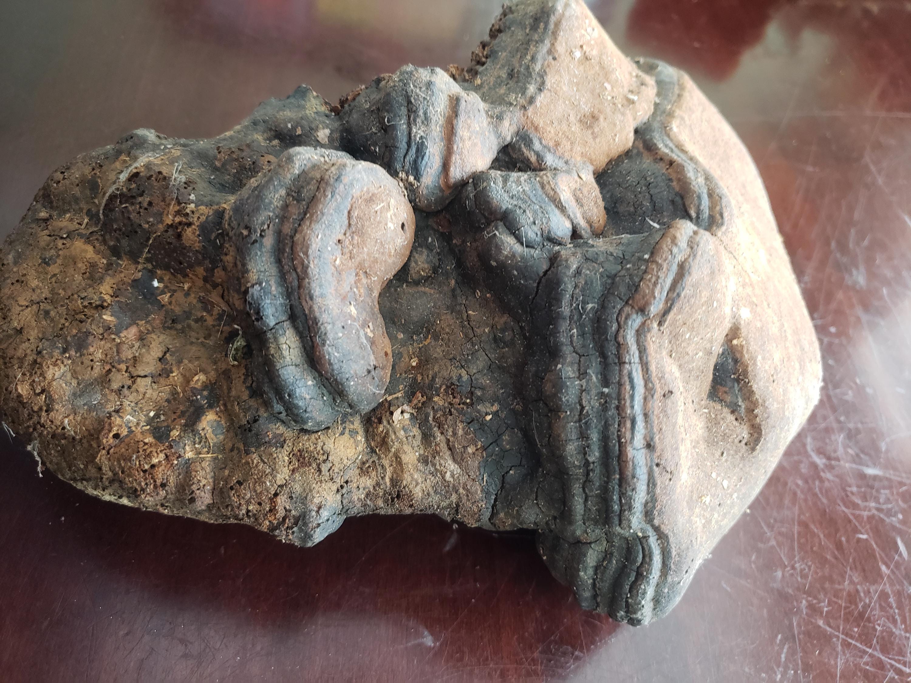 Large Interesting Artist Conk Mushroom 10