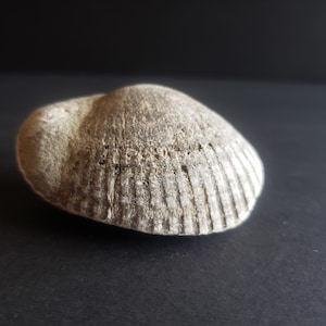 May include: A weathered, light gray fossilized seashell with a ribbed texture. The shell is oval-shaped and appears to be made of stone. The background is a dark gray, creating a contrast that highlights the shell's details.