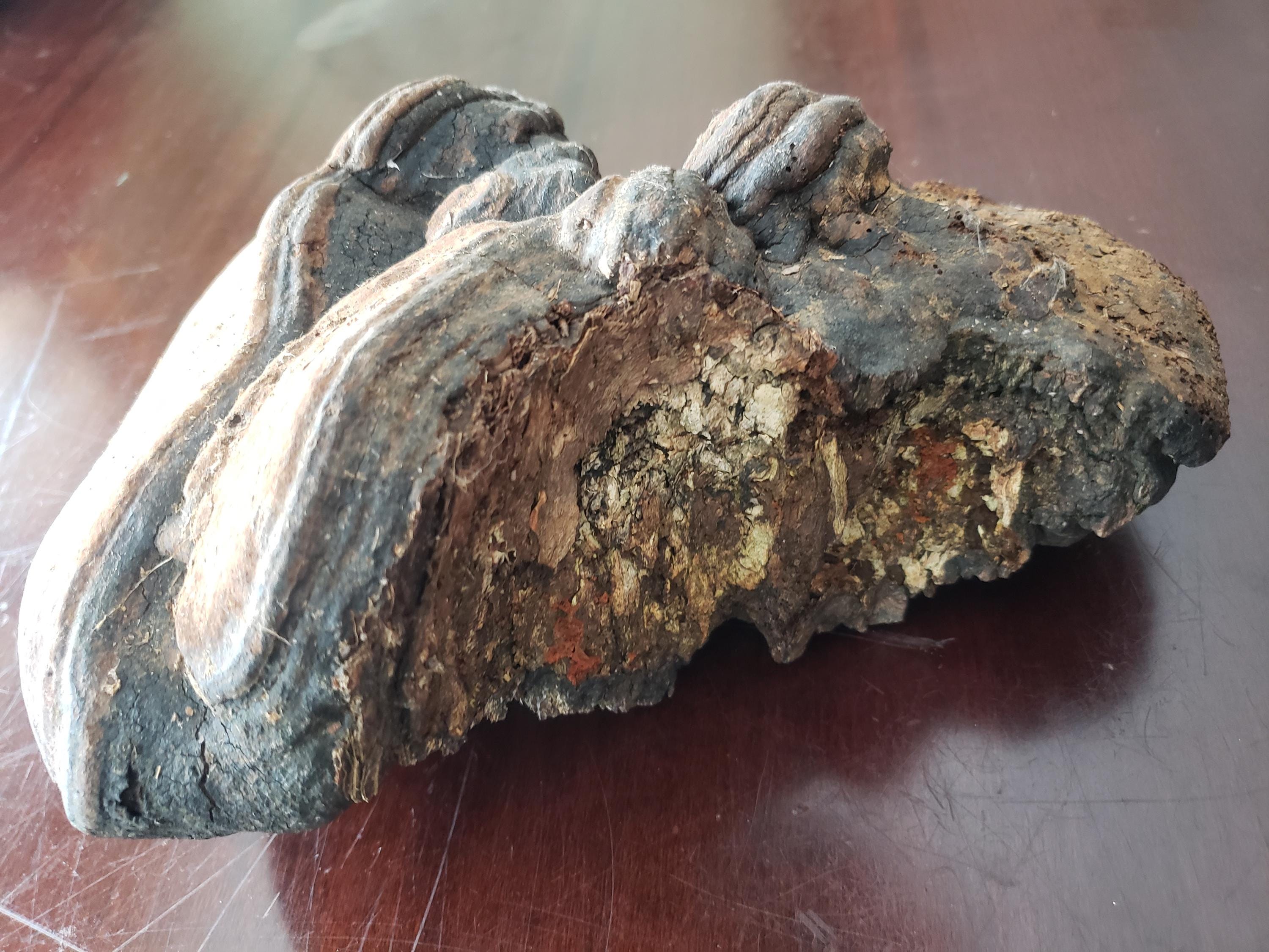 Large Interesting Artist Conk Mushroom 10