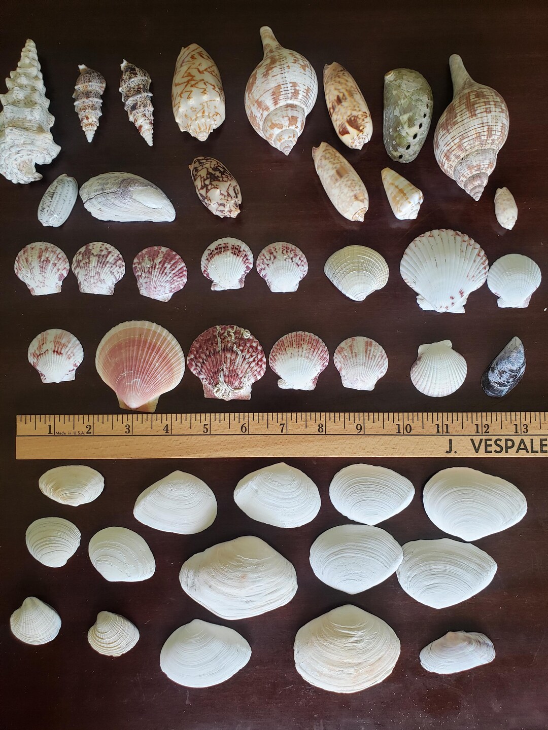 Set of 44 Medium and Small Real Seashells - Etsy