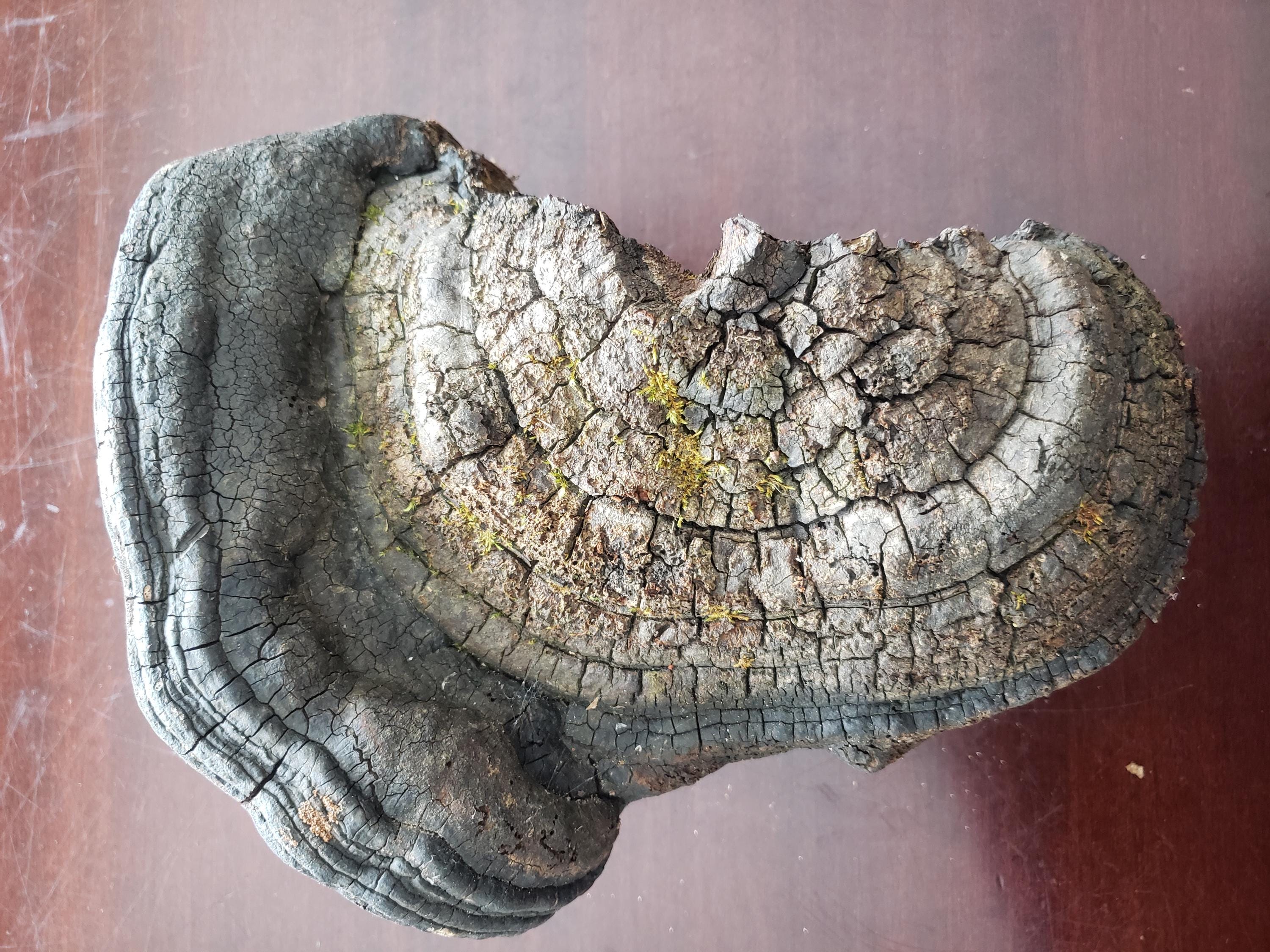 Large Interesting Artist Conk Mushroom 10