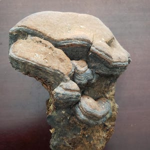 Large interesting artist conk mushroom 10&quot;L x 8&quot;W x 4&quot;D