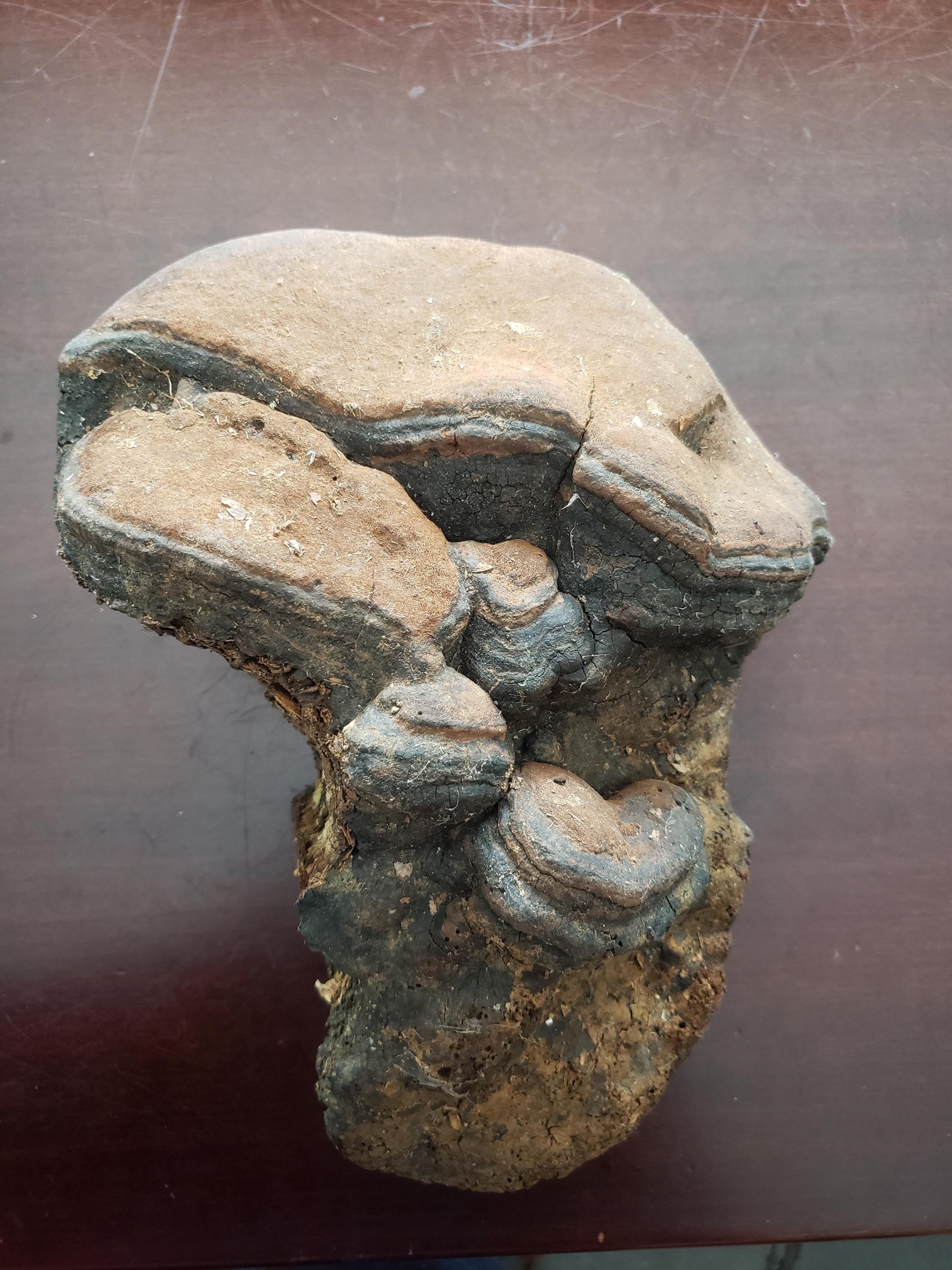 Large Interesting Artist Conk Mushroom 10
