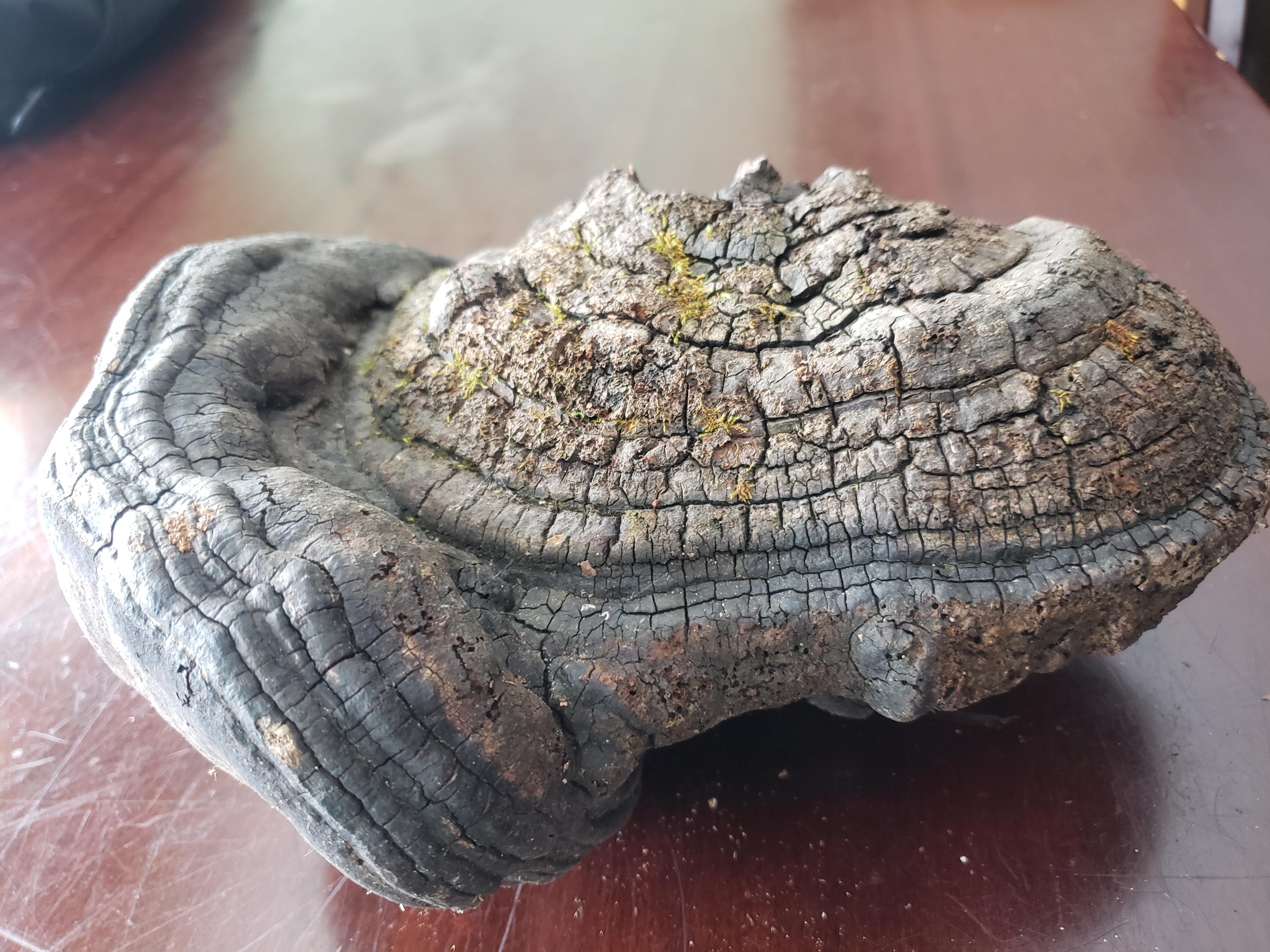 Large Interesting Artist Conk Mushroom 10