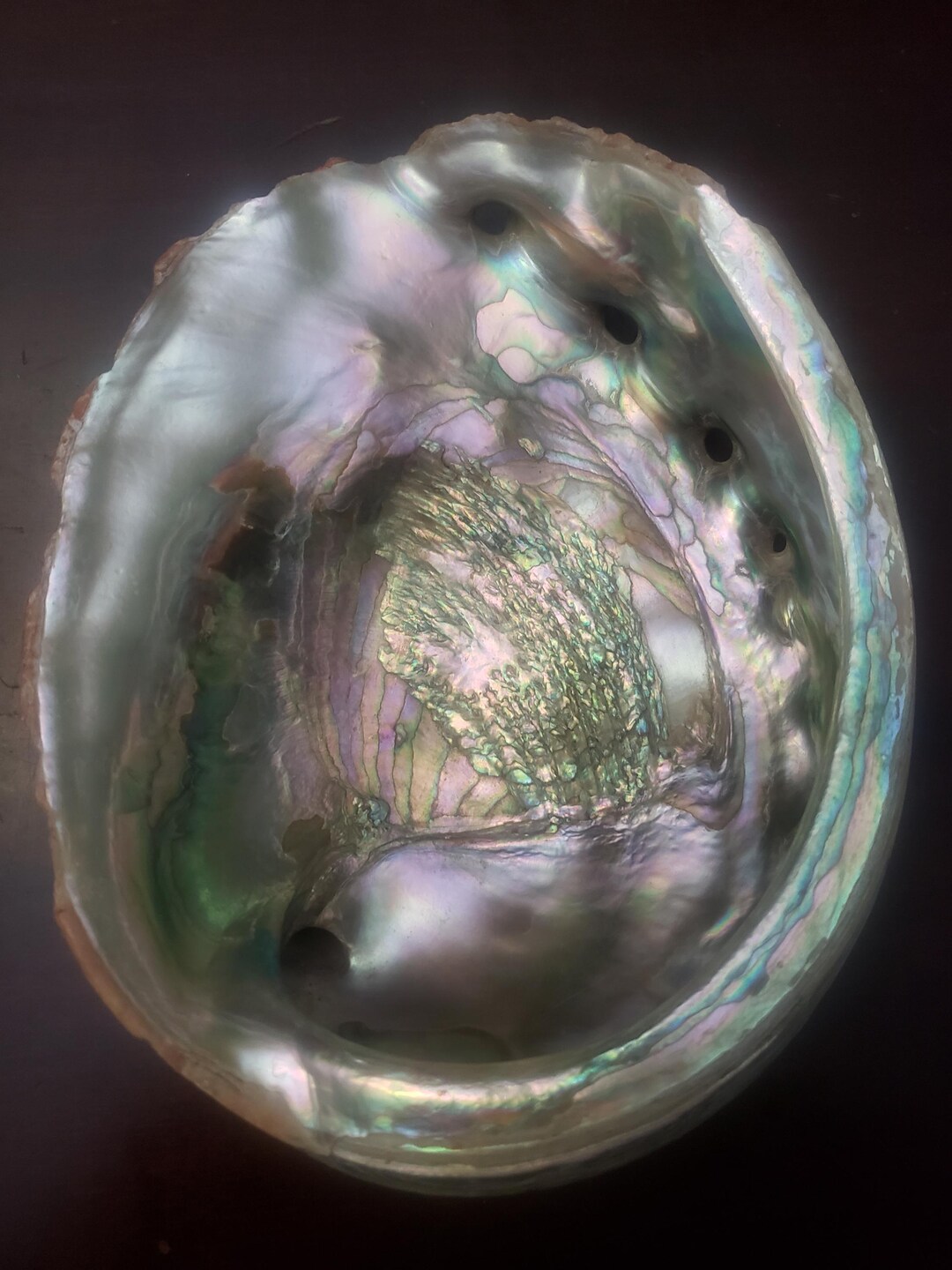 Large Abalone Shell With Colorful Mother of Pearl 7" Long by 6" Wide - Etsy