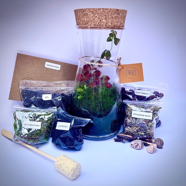 Terrarium Kit: Everything You Need to Create Your Own Unique Glass Garden |Vase  & Plants included | Step-by-Step Instructions