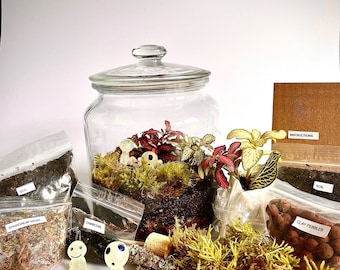 Puede incluir: Un kit de terrario con un gran tarro de cristal, tierra, musgo esfagno, carbón vegetal, guijarros de arcilla y elementos decorativos. El kit incluye pequeñas figuras, trozos de corcho e instrucciones. El terrario contiene pequeñas plantas.