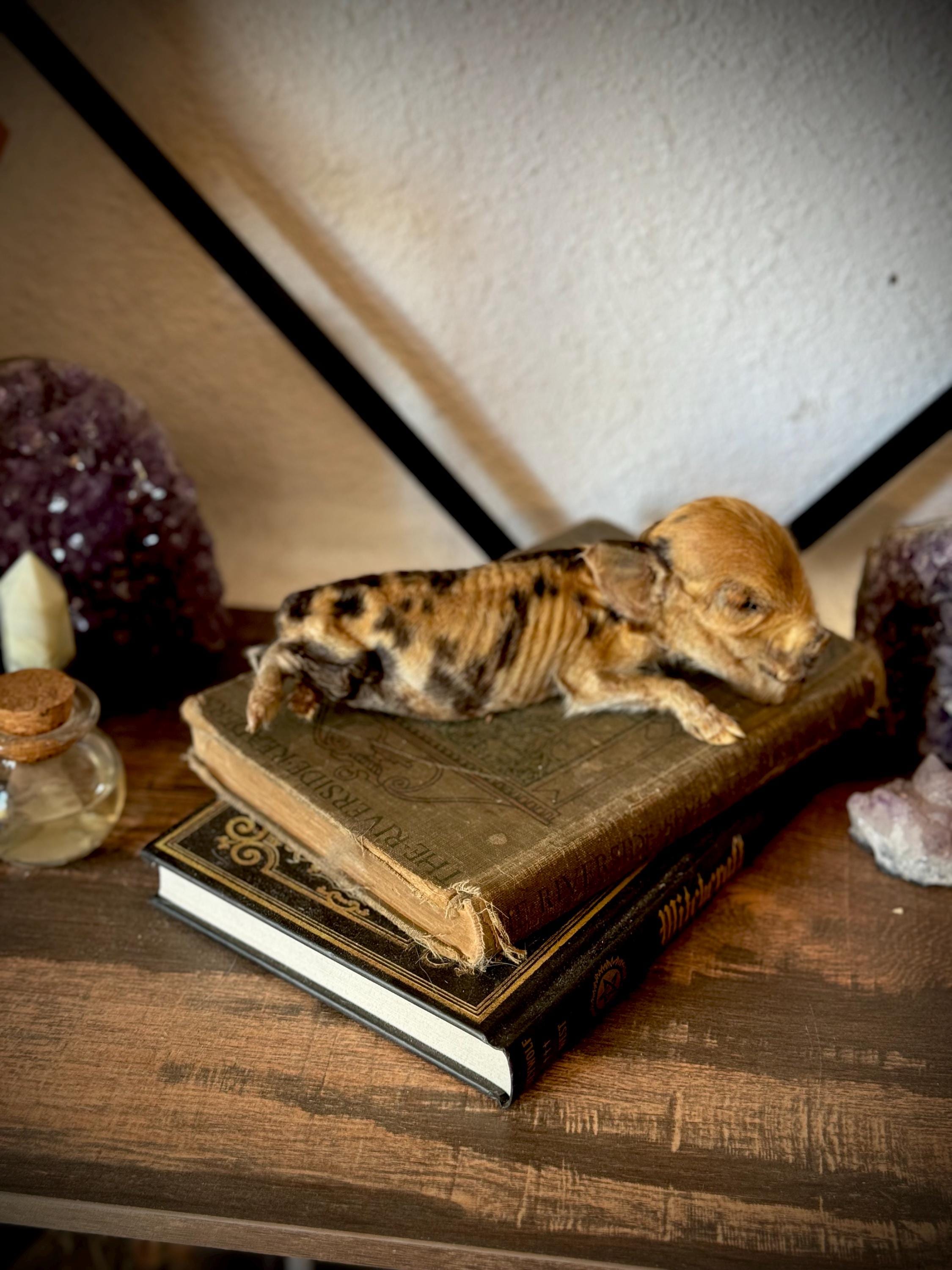 Mummy Piglet - Oddity Taxidermy