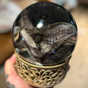 XL Chameleon Globe - Wet Specimen - Taxidermy Oddities